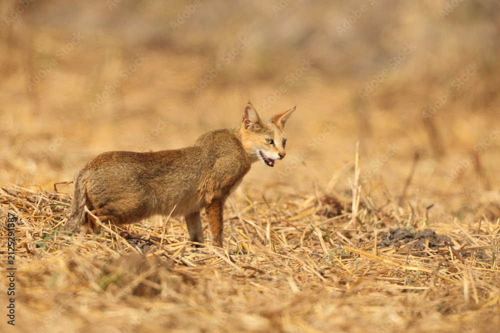 Obraz premium The jungle cat (Felis chaus chaus), also called reed cat and swamp cat, is a medium-sized cat native from the Eastern Mediterranean region and the Caucasus to parts of Central, South and Southeast Asi