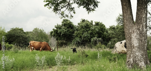 Foto Cattle, including Texas longhorn cow grazing in a lush green pasture on Texas farm