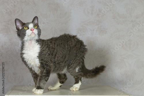 Konstfotografi Porträt eines blau-weißen Devon Rex Katers