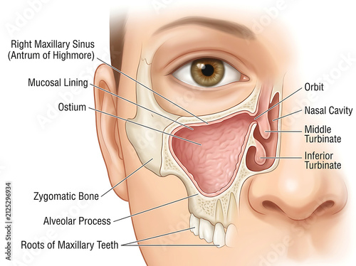 Human maxillary sinus anatomy cross-section
