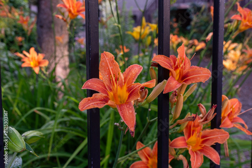 Orange tawny daylilies, Hemerocallis fulva, bloom with fresh raindrops behind a black metal garden fence. The vivid trumpet-shaped flowers and long green leaves create a colorful summer gardening, lan