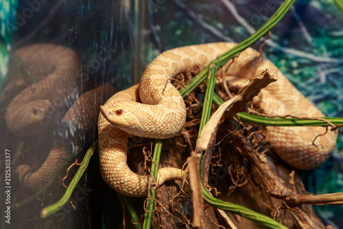 Albino Western Hognose Snake (Heterodon nasicus) Coiled on Natural Branches Inside Terrarium, Close-Up Wildlife