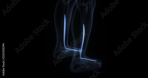 Flexor hallucis longus muscle in human body. X Ray. Loop
