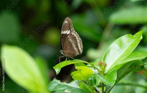 A common crow butterfly perches on a fresh green leaf in a lush garden