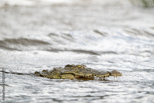 Nile crocodile in Chobe River