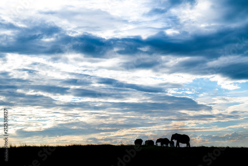 African elephants silhouetted against the sky in Chobe National Park, Botswana