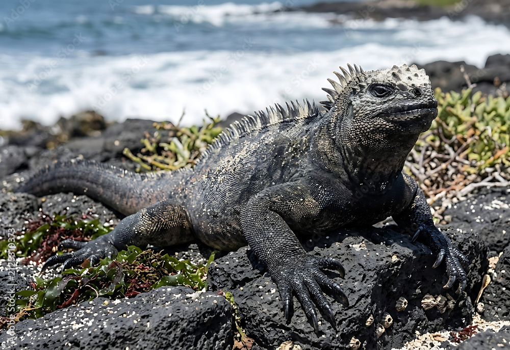 Obraz premium Marine Iguana (Amblyrhynchus cristatus) Basking on Volcanic Rocks in the Galápagos Islands