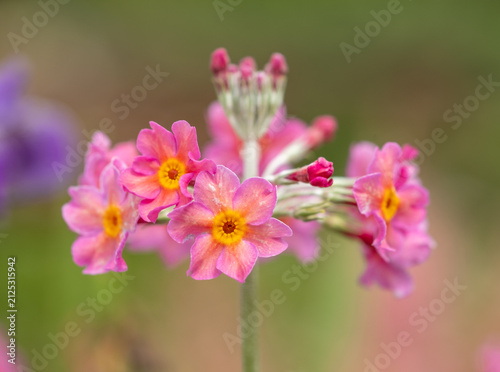 Cluster of colourful candelabra primulas growing in early summer in Oakwood at Wisley garden, Woking, Surrey UK.