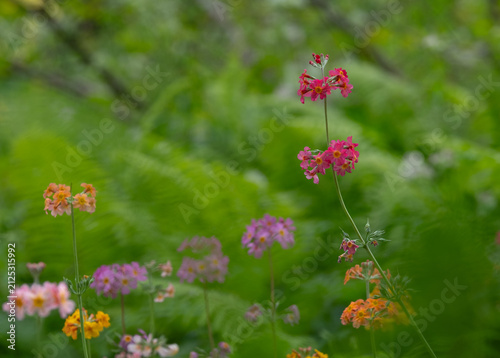 Cluster of colourful candelabra primulas growing in early summer in Oakwood at Wisley garden, Woking, Surrey UK.
