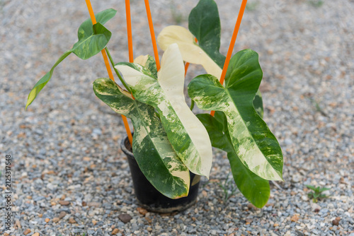 Closeup to Fresh leaf of philodendron florida beauty x pitbul