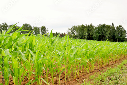 Agricultural landscape. Field of ripening corn.