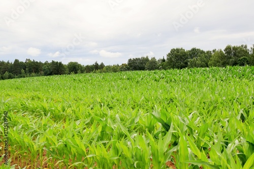 Agricultural landscape. Field of ripening corn.