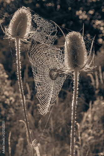 Cobweb between two teasels