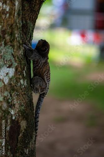 Photography Common Marmoset Wild Monkey Brazilian Wildlife Tropical Forest Nature Native Mam