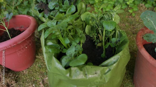 Potatoes growing in a green grow back sack