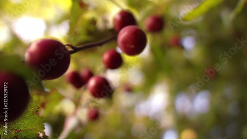 Ripe red cherry on tree branch