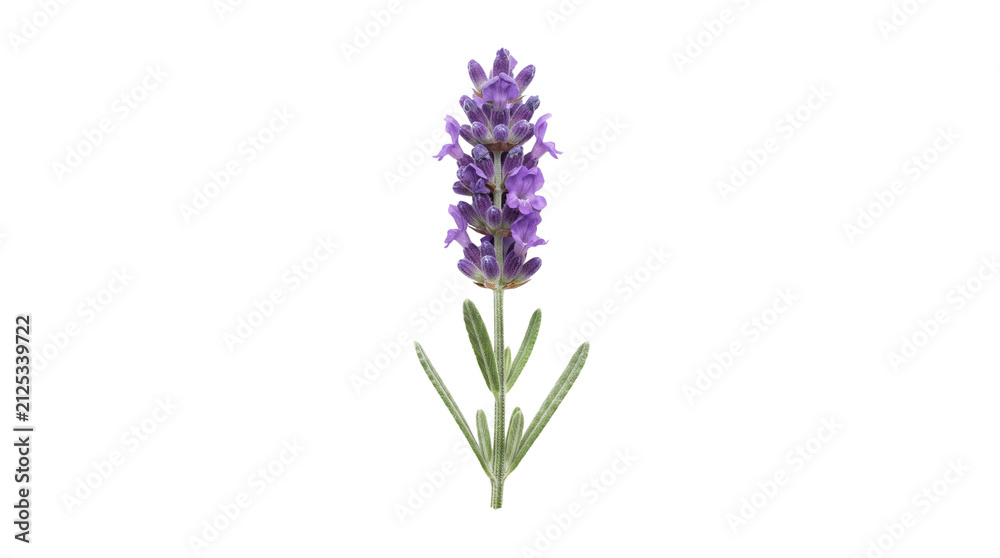 Obraz premium Fresh lavender flower sprig on white background, blooming purple lavender blossom with green leaves, aromatic herbal plant for aromatherapy and wellness
