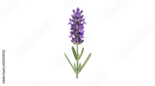 Fresh lavender flower sprig on white background, blooming purple lavender blossom with green leaves, aromatic herbal plant for aromatherapy and wellness