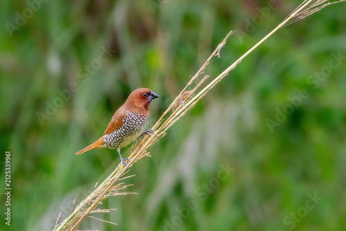 Photography A beautiful Scaly-breasted munia or Spotted munia (Lonchura punctulata) perching on grass and eating grass seeds in a green blurred background