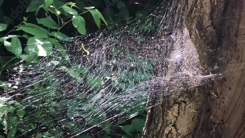 The web on the trunk of a large tree in the forest glitters and glows in the summer sun