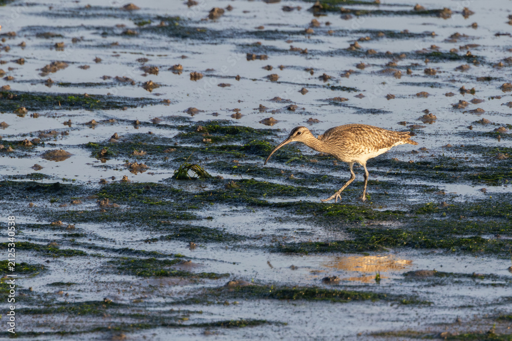 Fototapeta premium Whimbrel foraging on an algae-covered mudflat