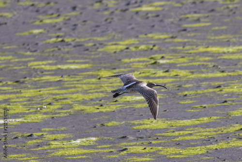фотографія Whimbrel in flight over a tidal mudflat