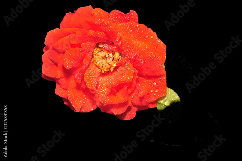 Top view, close distance of, an orange Hibiscus flower bud, beginning to open, after rain storm, with black background, under studio strobe lighting