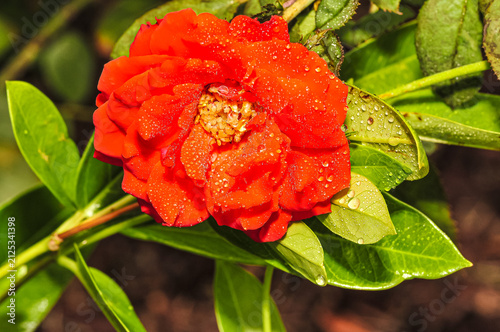 Top view, close distance of, an orange Hibiscus flower bud, beginning to open, after rain storm, under strobe lighting