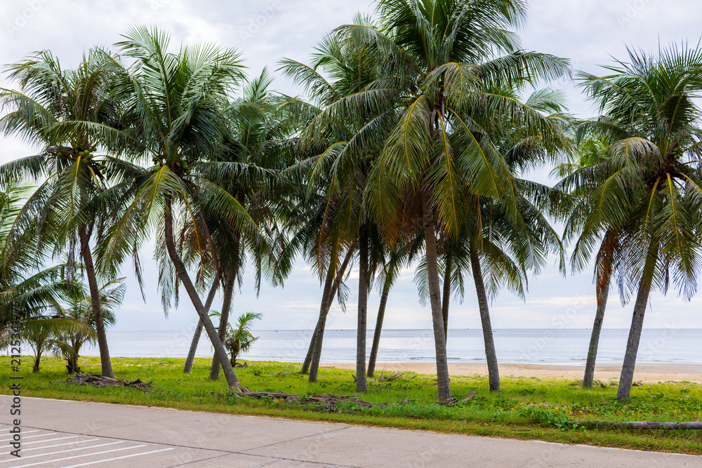 Obraz premium Coconut palm trees along the tropical beach and coastal road,A scenic row of vibrant green coconut palm trees standing tall along a coastal road next to a tranquil sandy beach and calm sea under.