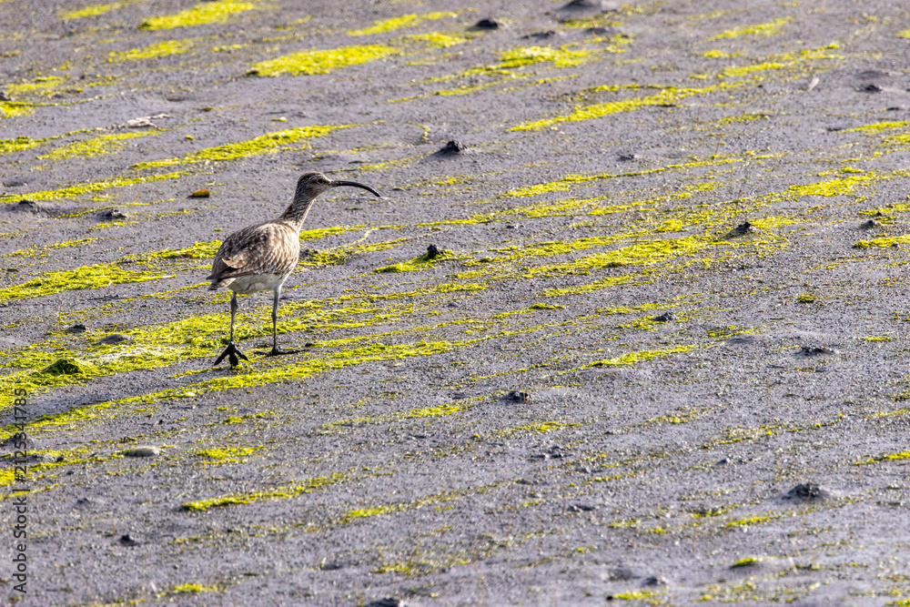 Fototapeta premium Whimbrel on a sunlit tidal mudflat