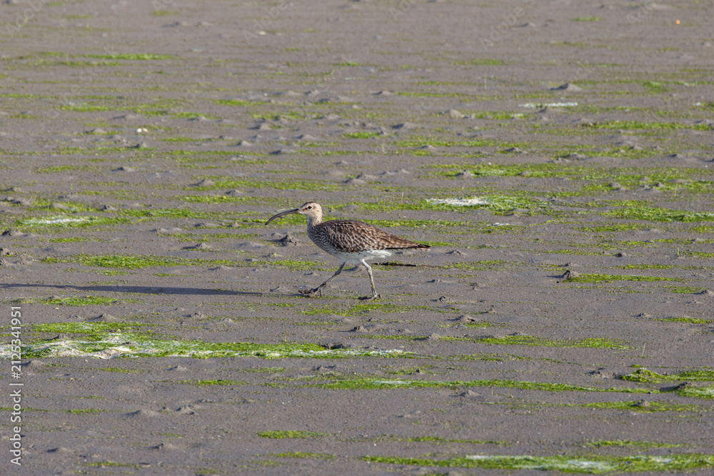 Fototapeta premium Whimbrel walking on a tidal mudflat