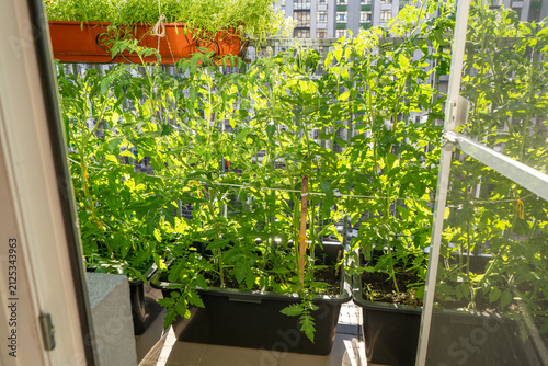Tomato Plants Growing in Pot on Apartment Balcony Garden