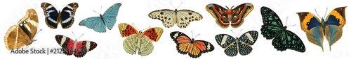 Foto Vintage butterfly botanical illustration set