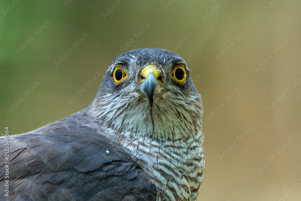 Obraz premium Close-up photo of a sparrowhawk.