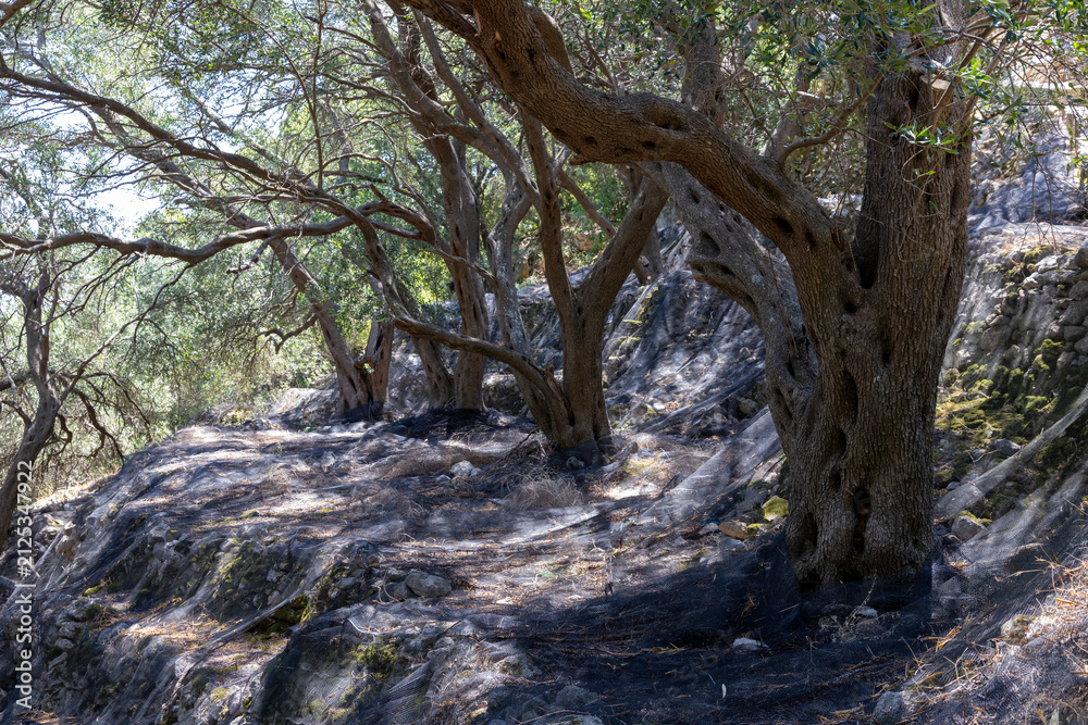 Fototapeta premium Old olive trees with nets preparing for olive oil harvest in Corfu