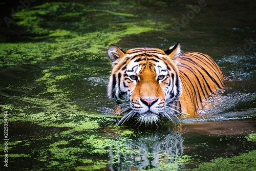 Photography tiger in water