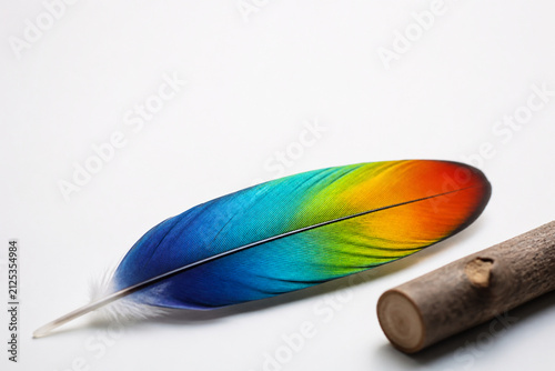disarranged. Vivid parrot-like feather and smooth branch section on clean surface, biodiversity and natural beauty concept, wildlife magazines.