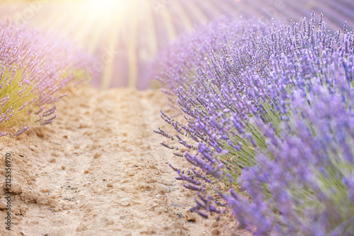 Sunset over a summer lavender field. Landscape with rows of lavender fields