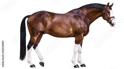 Fotografie Brown horse with black mane and tail white socks, isolated on transparent backgr