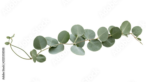 Eucalyptus branch with round leaves, isolated on transparent background
