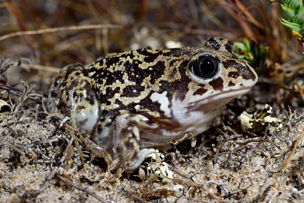 Fototapeta premium Western spadefoot, Iberian spadefoot toad // Messerfuß (Pelobates cultripes) - Mindelo, Portugal