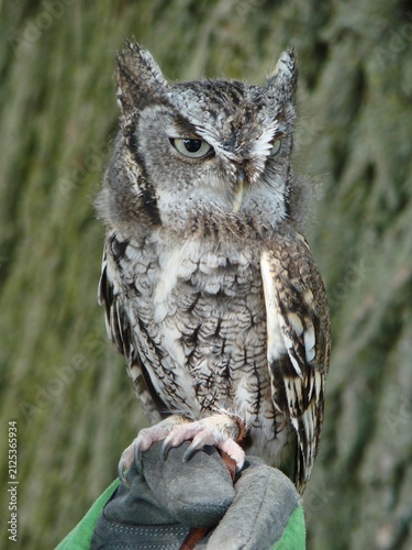 screech owl bird of prey gray