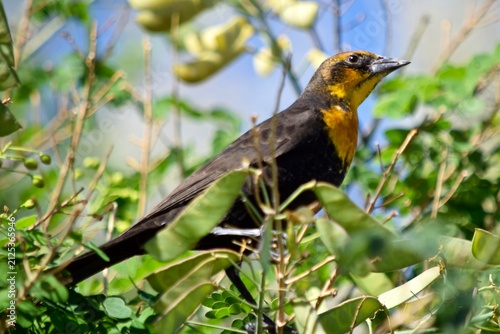 yellow-headed blackbird in tree