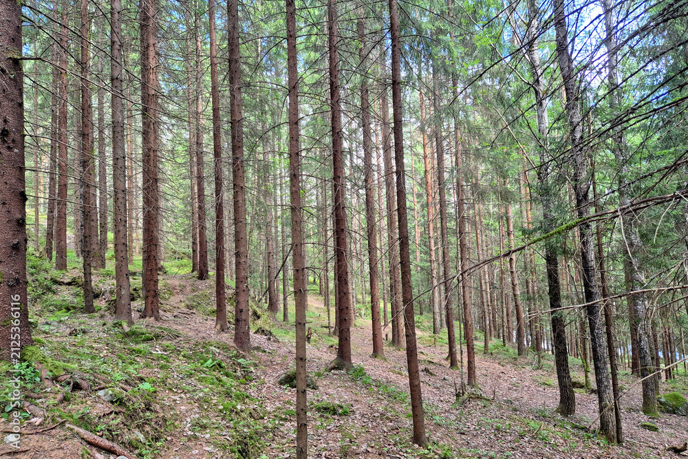 Fototapeta premium Forest