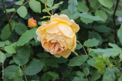 A yellow rose opens its petals surrounded by green leaves. The flower is in a garden filled with plants under bright sunlight. Nature shows the beauty of flowers.