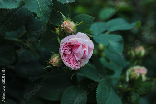A pink rose opens its petals surrounded by green leaves and rose buds. This scene shows a garden in full bloom during spring time.