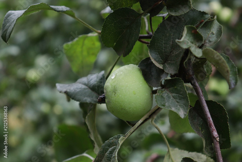 A green apple hangs from a tree branch surrounded by green leaves in an orchard. The weather is cloudy, and it is late summer. The apple looks fresh and healthy.