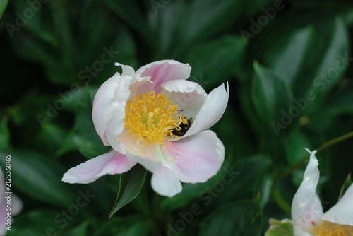 A bee gathers pollen from a flower in a garden. The flower has white and pink petals surrounding yellow stamen. Green leaves are visible in the background.