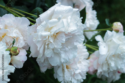 White peony flowers grow in a garden. These flowers bloom in springtime and have many layers of petals. They stand out against the green leaves nearby.