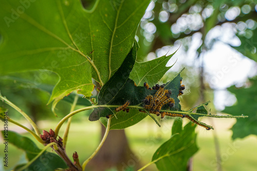 Foto Group of buff-tip moth caterpillars (Phalera bucephala) feeding on a green oak leaf